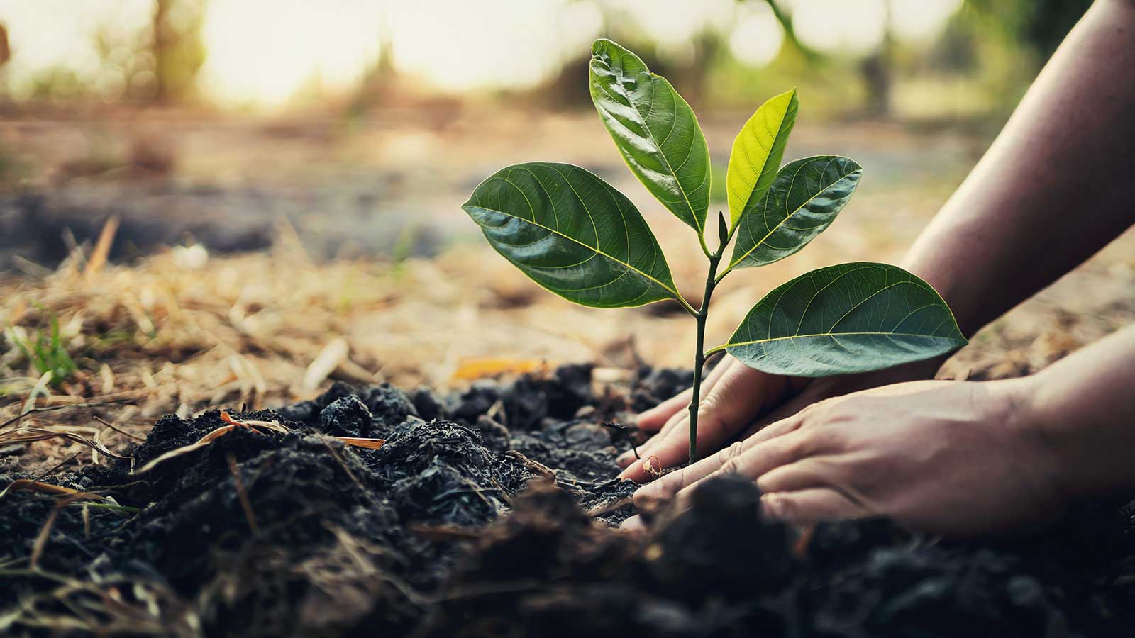 Tree Planting Image